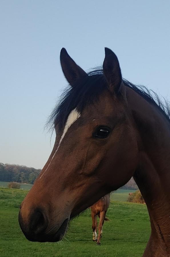 Gite De Solama Avec Spa Balleville Esterno foto